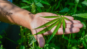 Cannabis Nature-79
