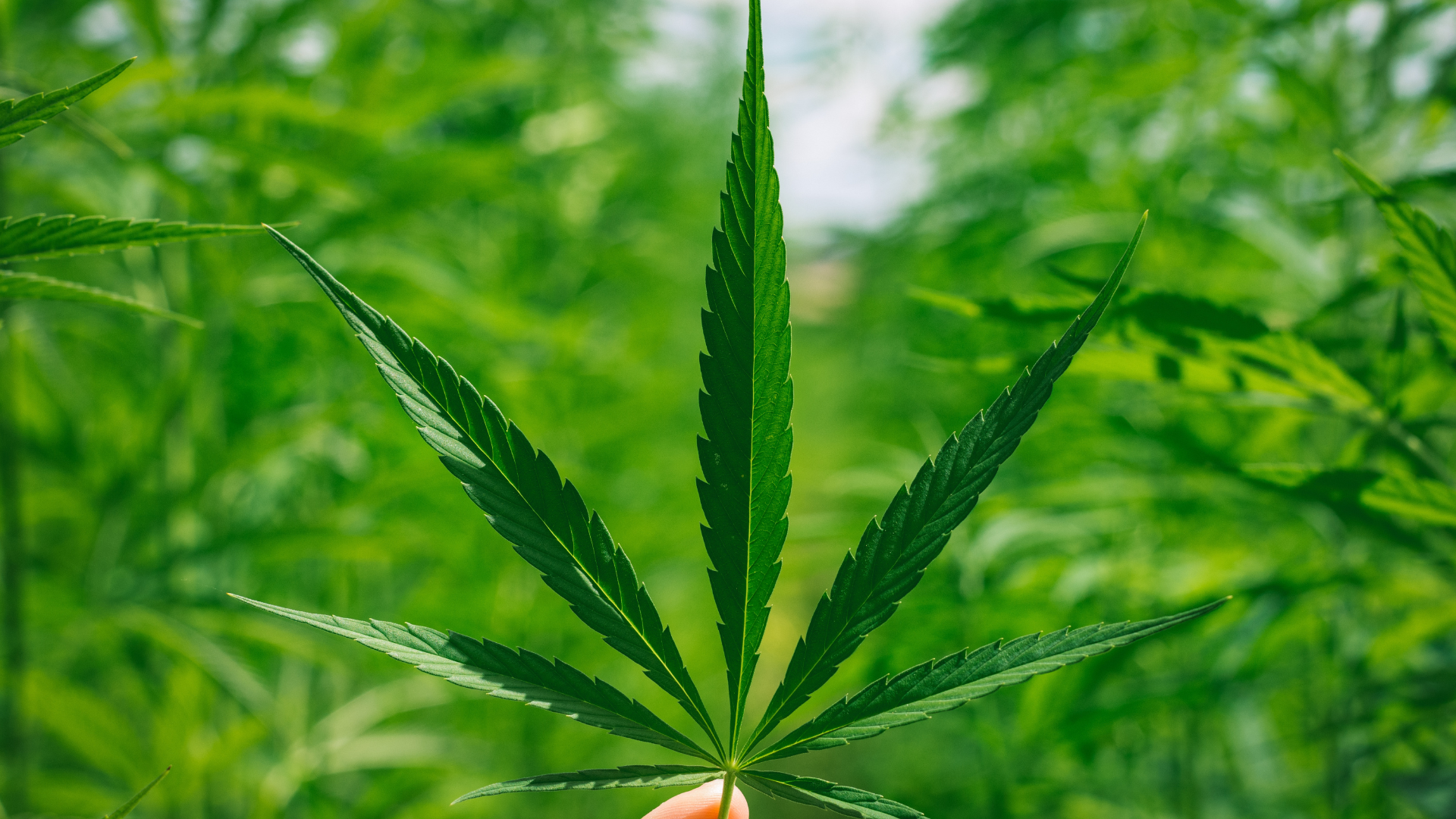 cbd-na-wakacje